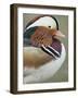 Mandarin Duck, Close up of Male Head, USA-John Cancalosi-Framed Photographic Print