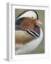 Mandarin Duck, Close up of Male Head, USA-John Cancalosi-Framed Photographic Print