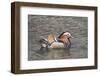 Mandarin Duck Drake-Hal Beral-Framed Photographic Print