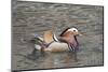 Mandarin Duck Drake-Hal Beral-Mounted Photographic Print