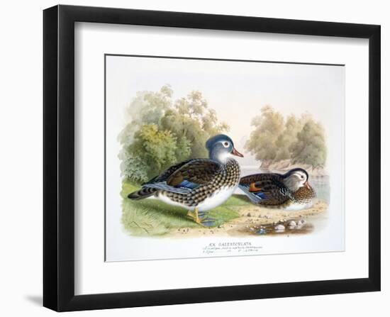 Mandarin Duck II-Henry Jones-Framed Premium Giclee Print