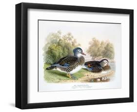 Mandarin Duck II-Henry Jones-Framed Premium Giclee Print