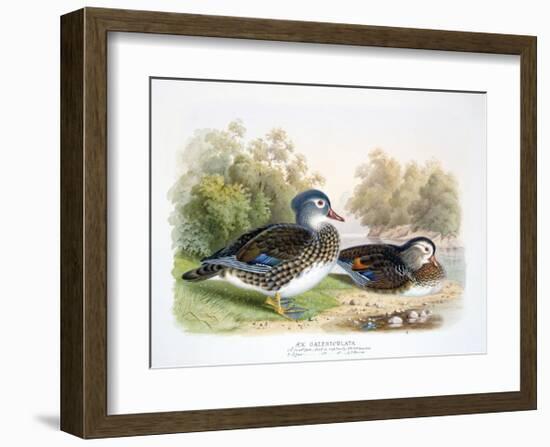 Mandarin Duck II-Henry Jones-Framed Premium Giclee Print