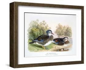 Mandarin Duck II-Henry Jones-Framed Premium Giclee Print