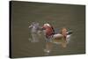 Mandarin Duck Pair Swimming on Lake-null-Stretched Canvas