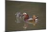 Mandarin Duck Pair Swimming on Lake-null-Mounted Photographic Print