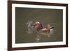 Mandarin Duck Pair Swimming on Lake-null-Framed Photographic Print