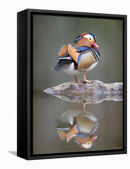 Mandarin Duck-null-Framed Stretched Canvas