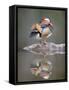 Mandarin Duck-null-Framed Stretched Canvas