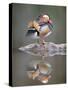 Mandarin Duck-null-Stretched Canvas