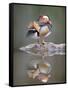 Mandarin Duck-null-Framed Stretched Canvas