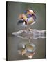 Mandarin Duck-null-Stretched Canvas