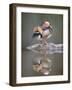 Mandarin Duck-null-Framed Premium Photographic Print