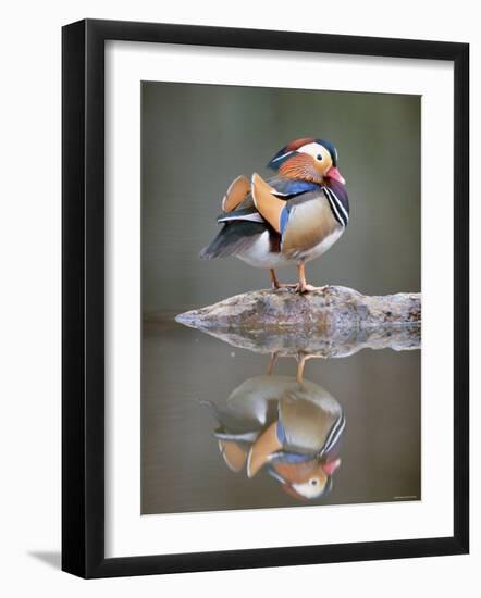 Mandarin Duck-null-Framed Premium Photographic Print