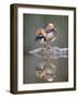 Mandarin Duck-null-Framed Photographic Print