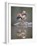 Mandarin Duck-null-Framed Photographic Print