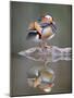 Mandarin Duck-null-Mounted Photographic Print