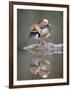 Mandarin Duck-null-Framed Photographic Print