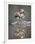 Mandarin Duck-null-Framed Photographic Print