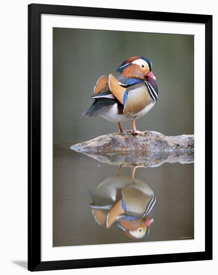 Mandarin Duck-null-Framed Photographic Print