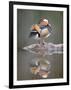 Mandarin Duck-null-Framed Photographic Print