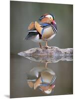 Mandarin Duck-null-Mounted Photographic Print