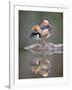 Mandarin Duck-null-Framed Photographic Print