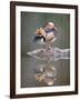 Mandarin Duck-null-Framed Photographic Print