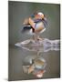 Mandarin Duck-null-Mounted Photographic Print