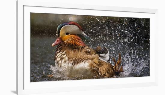 Mandarin Duck-C.S. Tjandra-Framed Photographic Print