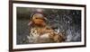 Mandarin Duck-C.S. Tjandra-Framed Photographic Print