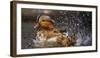 Mandarin Duck-C.S. Tjandra-Framed Photographic Print