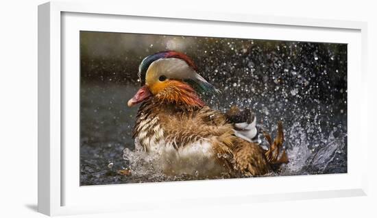 Mandarin Duck-C.S. Tjandra-Framed Photographic Print