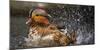 Mandarin Duck-C.S. Tjandra-Mounted Photographic Print