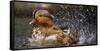 Mandarin Duck-C.S. Tjandra-Framed Stretched Canvas