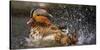 Mandarin Duck-C.S. Tjandra-Stretched Canvas