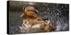 Mandarin Duck-C.S. Tjandra-Stretched Canvas