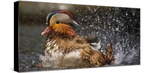 Mandarin Duck-C.S. Tjandra-Stretched Canvas