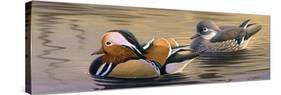 Mandarin Ducks-Wilhelm Goebel-Stretched Canvas