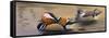 Mandarin Ducks-Wilhelm Goebel-Framed Stretched Canvas