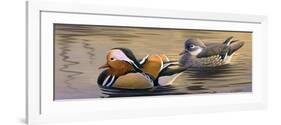 Mandarin Ducks-Wilhelm Goebel-Framed Giclee Print