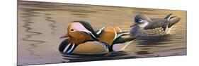 Mandarin Ducks-Wilhelm Goebel-Mounted Giclee Print