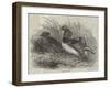 Mandarin Ducks-Harrison William Weir-Framed Giclee Print