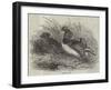 Mandarin Ducks-Harrison William Weir-Framed Giclee Print