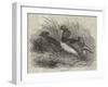 Mandarin Ducks-Harrison William Weir-Framed Giclee Print