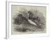 Mandarin Ducks-Harrison William Weir-Framed Giclee Print