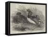 Mandarin Ducks-Harrison William Weir-Framed Stretched Canvas