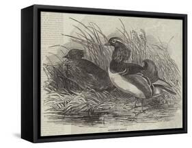 Mandarin Ducks-Harrison William Weir-Framed Stretched Canvas