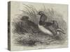 Mandarin Ducks-Harrison William Weir-Stretched Canvas