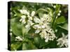 Mandarin Orange Blossoms-null-Stretched Canvas